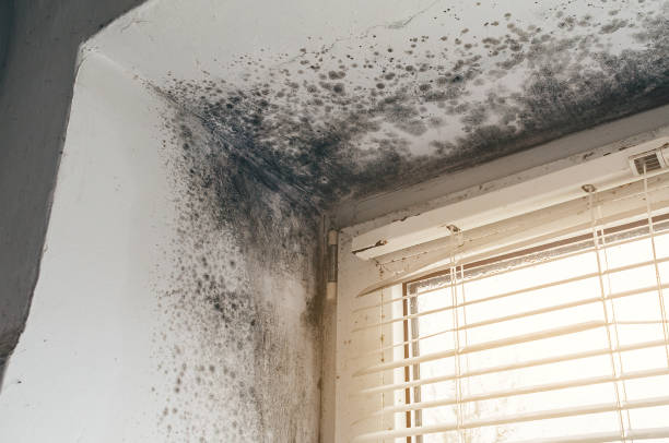 Affordable Basement Mold Remediation solutions in Glen Richey, PA