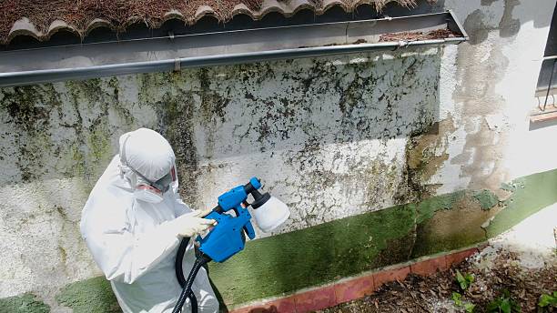 Top rated local Basement Mold Remediation specialists in Glen Richey, PA